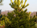 Pinus sylvestris Aurea IMG_1799 Sosna pospolita